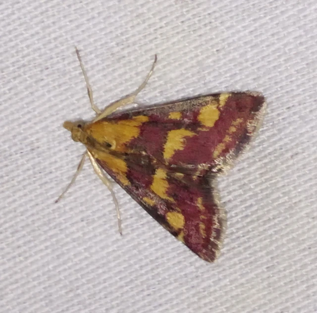 Pyrausta purpuralis - közönséges bíbormoly