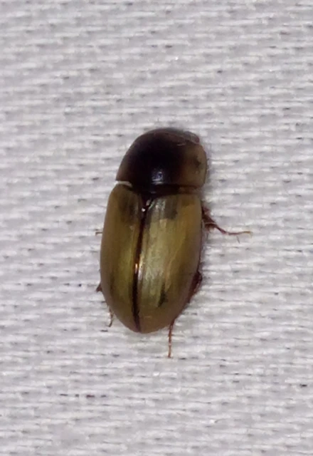 Acanthobodilus immundus
