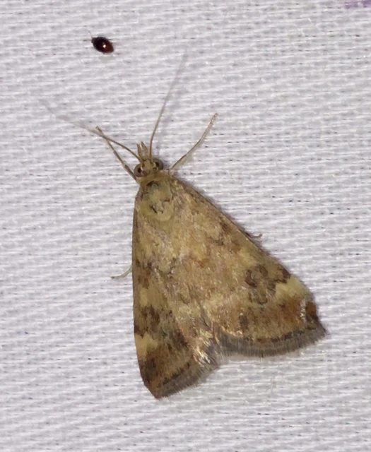 Pyrausta despicata - réti bíbormoly