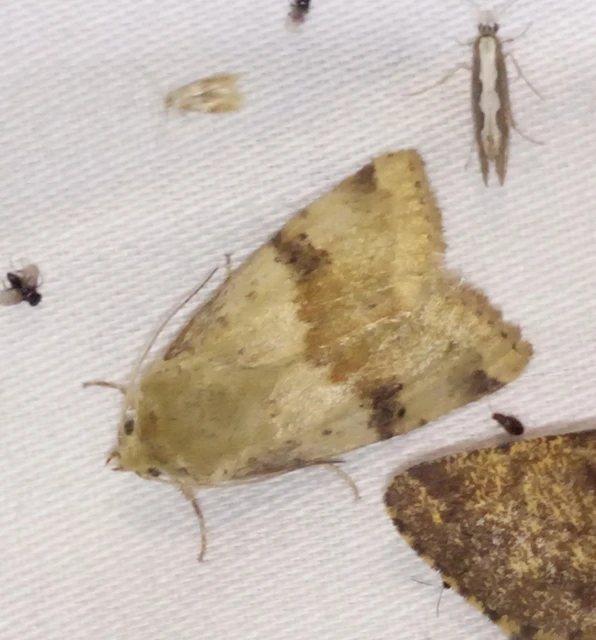 Heliothis viriplaca - mácsonyabagoly