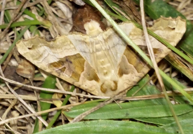 Phlogophora meticulosa - vándorló csipkésbagoly