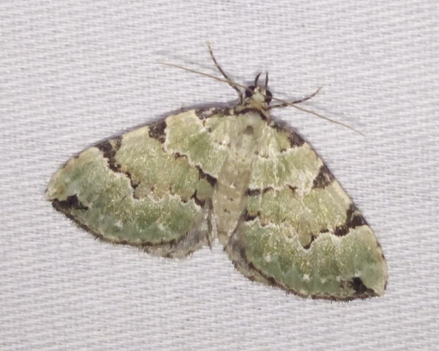 Colostygia pectinataria - zöld levélaraszoló