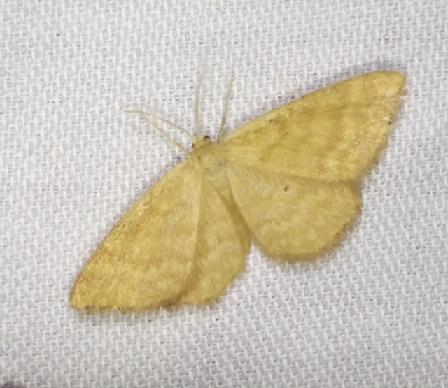 Idaea serpentata - kis sávosaraszoló