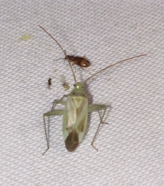Adelphocoris lineolatus - lucernapoloska