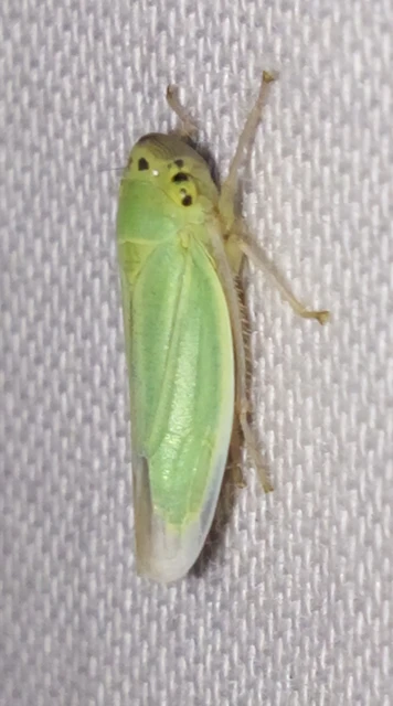 Cicadella viridis - méregzöld kabóca