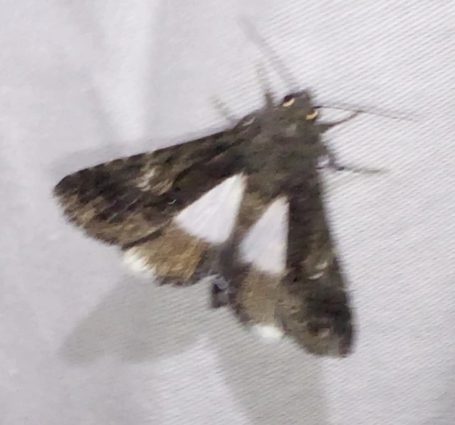 Anophia leucomelas - déli folyófűbagoly