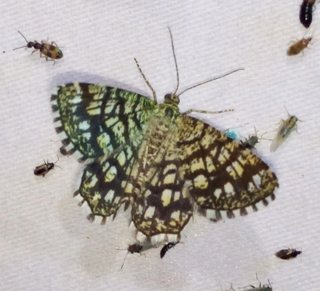 Chiasmia clathrata - rácsos rétiaraszoló