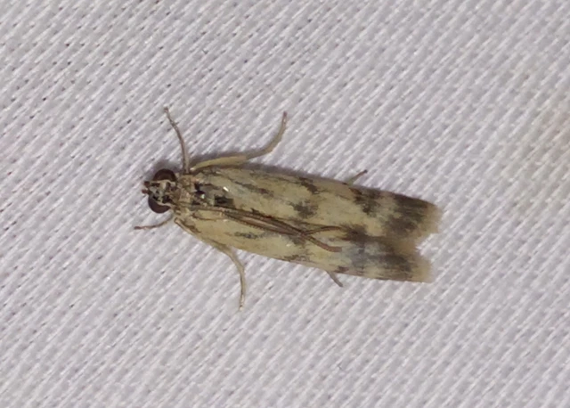Homoeosoma sinuella - agyagsárga karcsúmoly