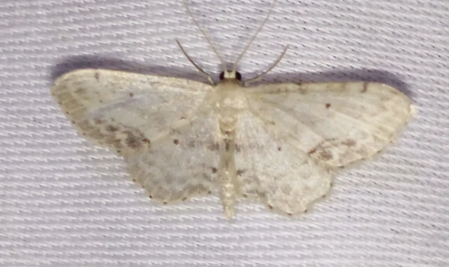 Idaea dimidiata - gyakori apróaraszoló