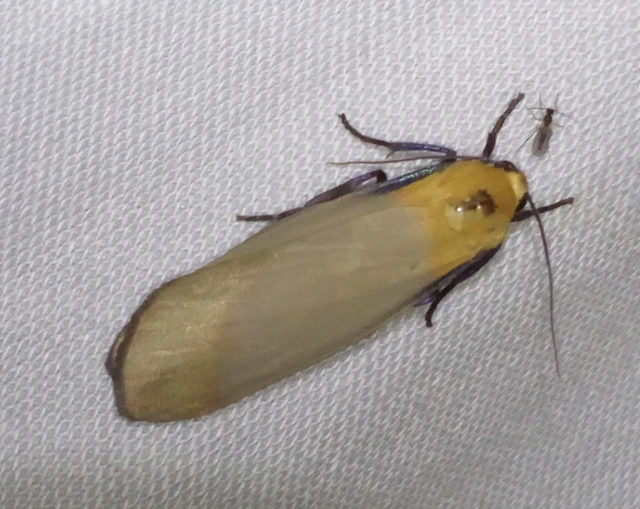 Lithosia quadra - négypettyes zuzmószövő