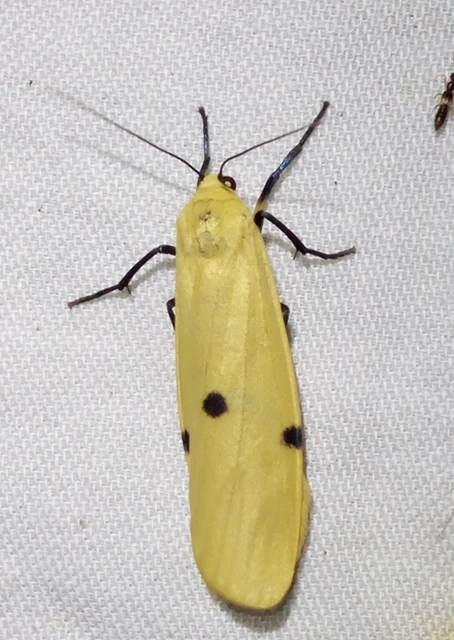 Lithosia quadra - négypettyes zuzmószövő
