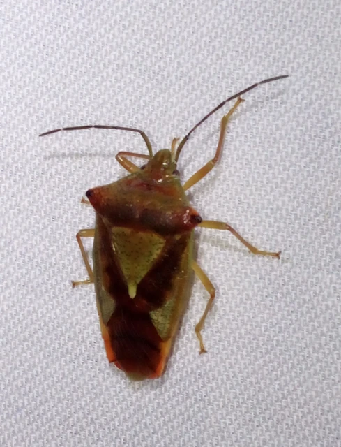 Acanthosoma haemorrhoidale - nagy dajkapoloska Acanthosoma haemorrhoidale - nagy dajkapoloska