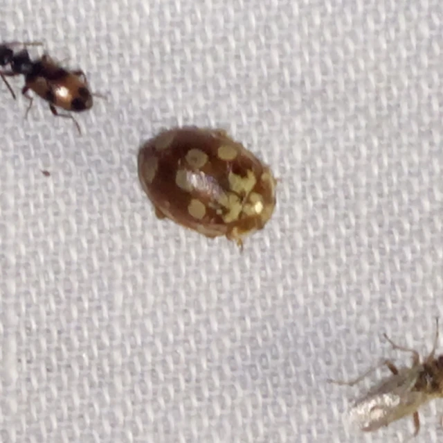 Myrrha octodecimguttata - tizennyolccseppes füsskata