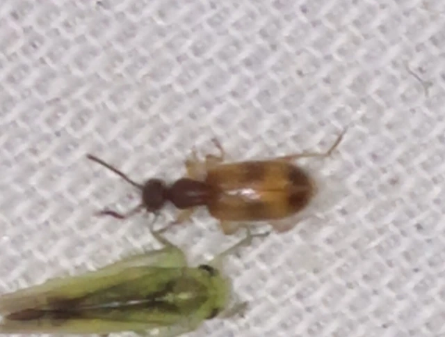 Anthicus antherinus - közönséges fürgebogár