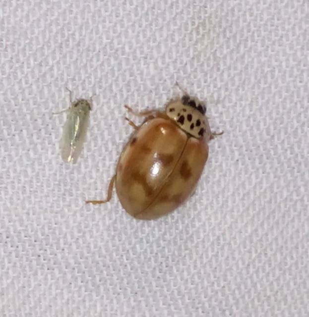 Harmonia quadripunctata - négypettyes katica