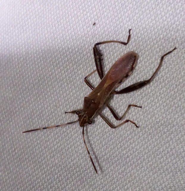 Camptopus lateralis - görbelábú karimáspoloska