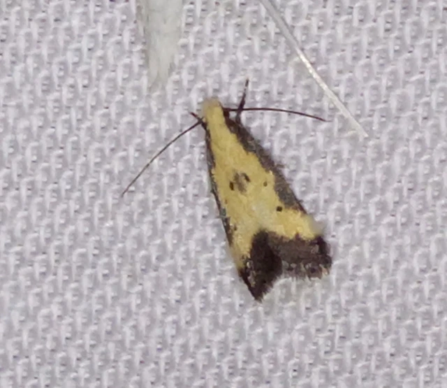 Brachmia dimidiella - citromkocsord-lápimoly