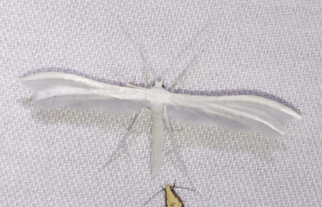 Pterophorus pentadactyla - fehér tollasmoly
