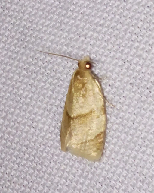 Clepsis rurinana - fakó sodrómoly