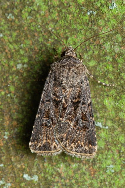 Agrotis bigramma - kétjegyű földibagoly