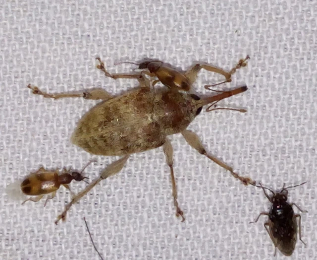 Curculio elephas - gesztenyezsuzsóka