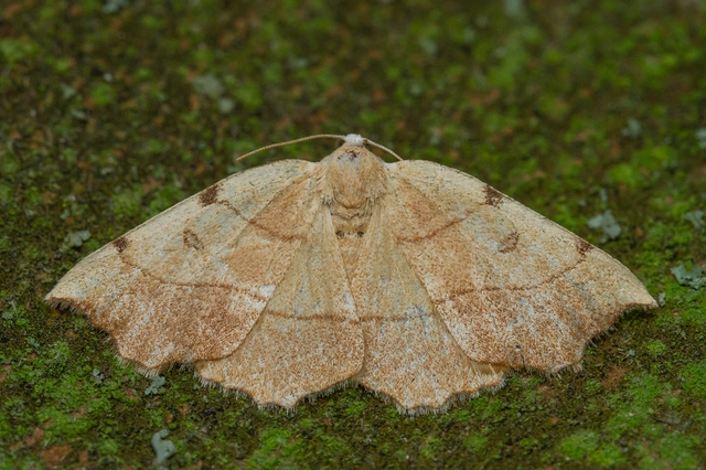 Eilicrinia trinotata - háromjegyű araszoló