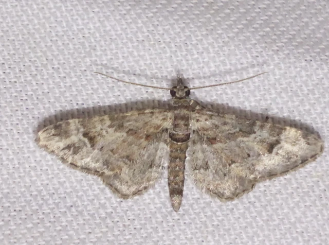 Gymnoscelis rufifasciata - vöröscsíkos törpearaszoló