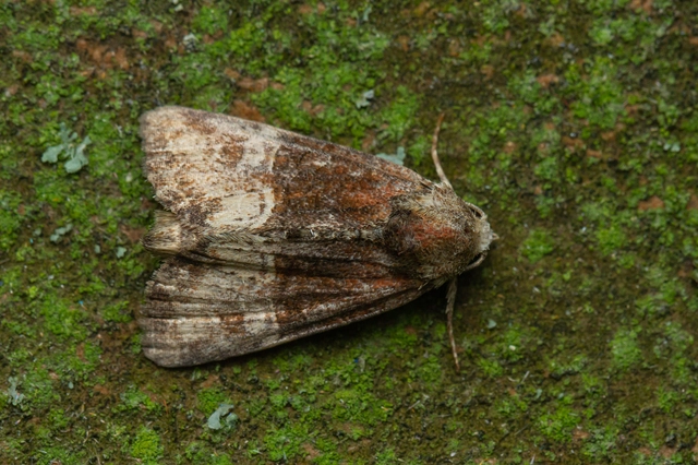 Mesoligia furuncula - kétszínű dudvabagoly