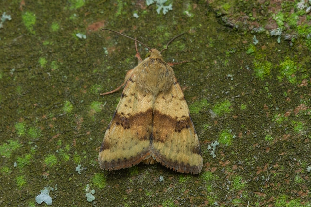 Heliothis viriplaca - mácsonyabagoly
