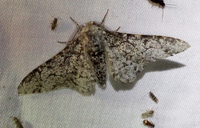 Biston betularia - szürkepettyes araszoló