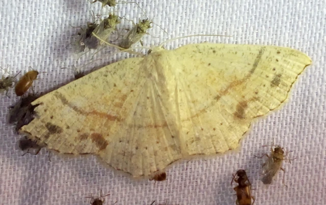 Cyclophora punctaria - sávos pettyesaraszoló
