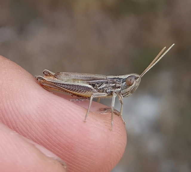 Euchorthippus declivus - rövidszárnyú rétisáska