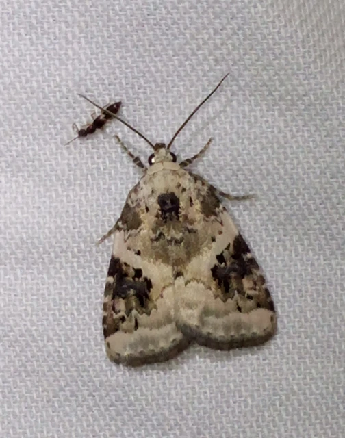 Pseudeustrotia candidula - fehéres apróbagoly