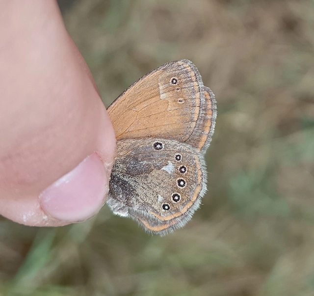 Coenonympha glycerion - közönséges szénalepke