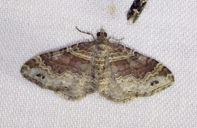 Xanthorhoe spadicearia - sávos tarkaaraszoló