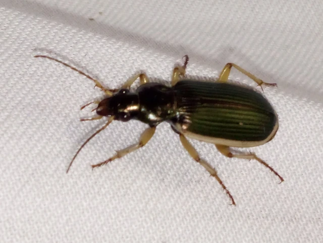Chlaenius spoliatus - csupasz bűzfutó