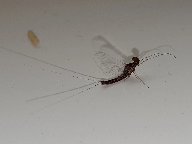 Ephemeroptera - Kérészek