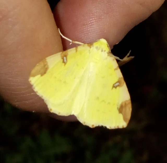 Opisthograptis luteolata - citromsárga araszoló