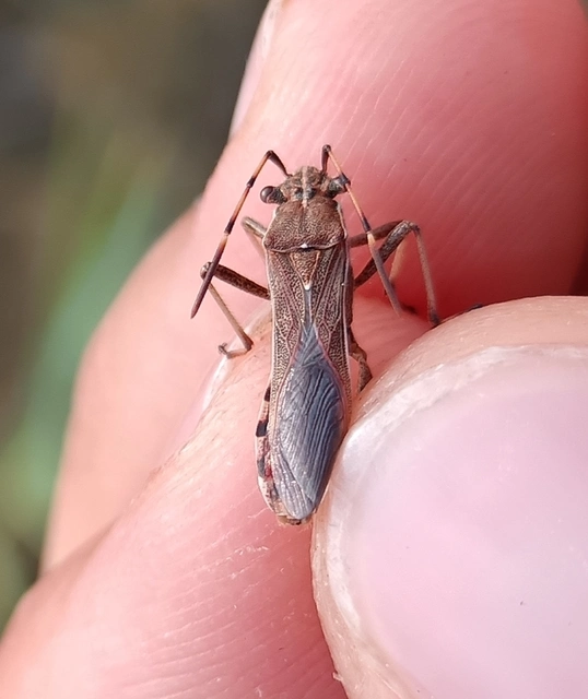 Camptopus lateralis - görbelábú karimáspoloska