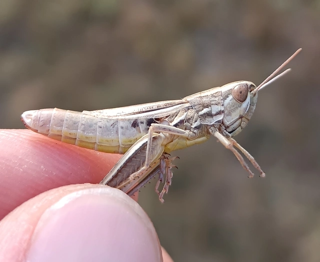 Euchorthippus declivus - rövidszárnyú rétisáska