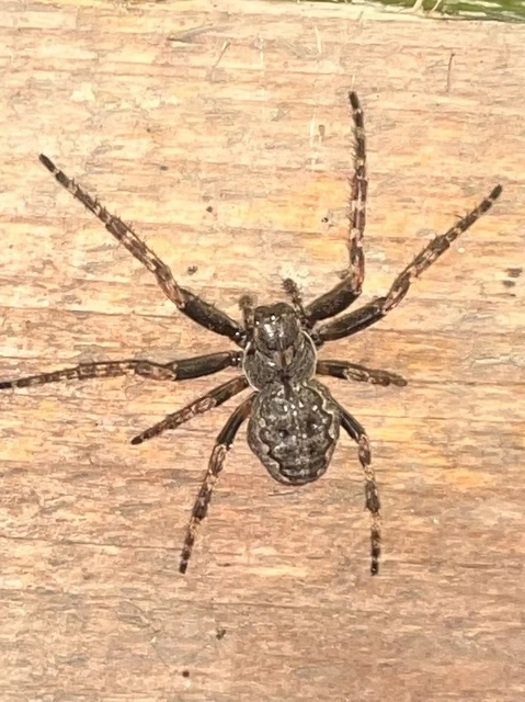 Nuctenea umbratica - közönséges rés-keresztespók