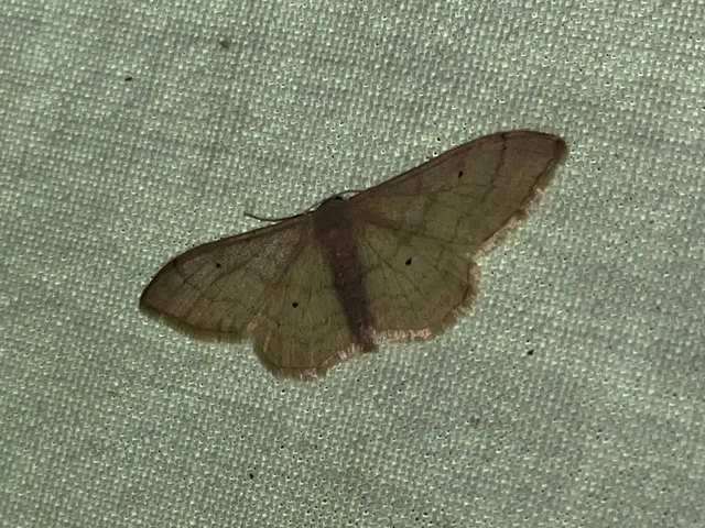 Idaea straminata - szalmasárga sávosaraszoló