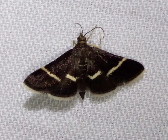 Pyrausta cingulata/rectefascialis