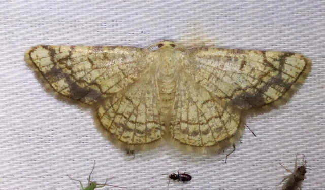 Stegania dilectaria - fehérnyár-araszoló
