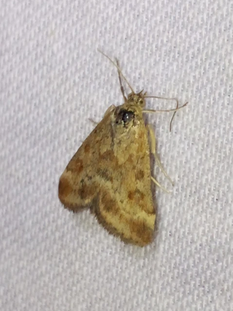 Pyrausta despicata - réti bíbormoly