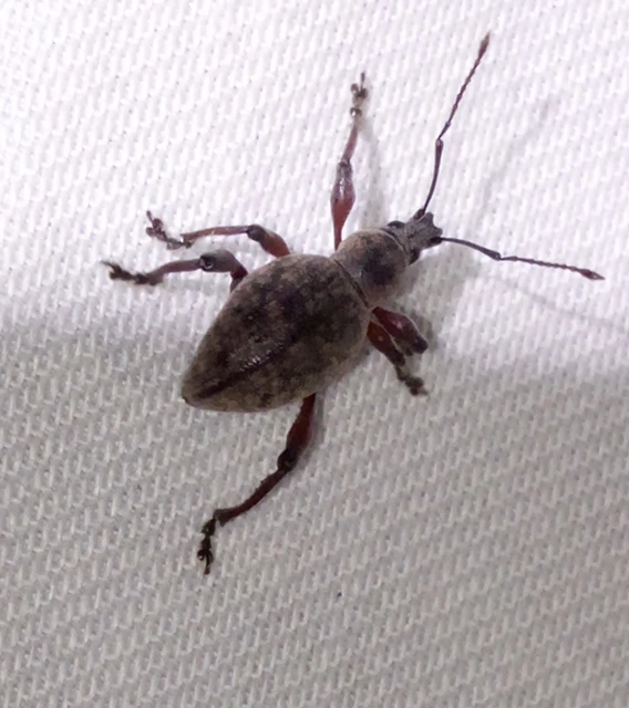 Dodecastichus