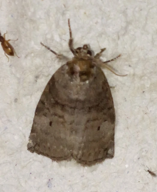 Ochropacha duplaris - égerlevél-pihésszövő