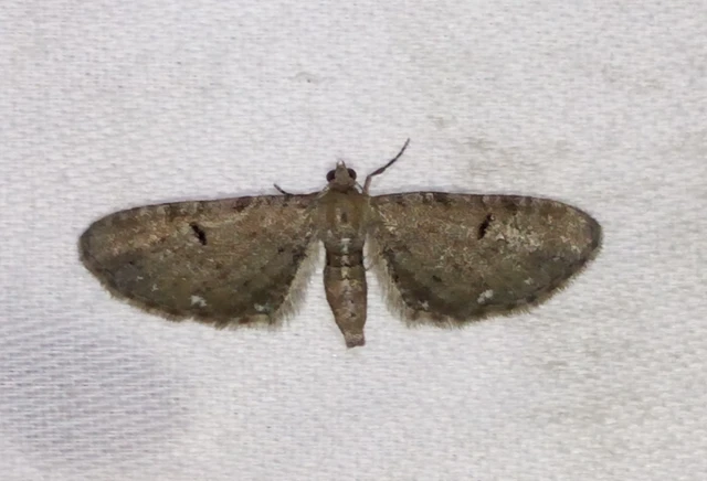 Eupithecia absinthiata - üröm-törpearaszoló