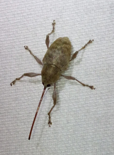 Curculio elephas - gesztenyezsuzsóka