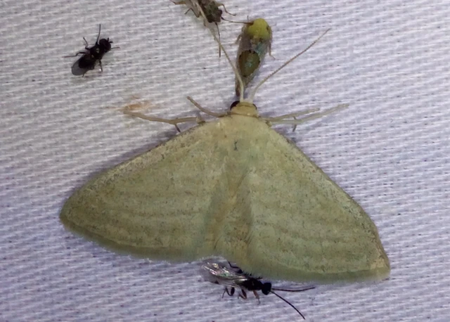 Scopula virgulata - vesszős sávosaraszoló
